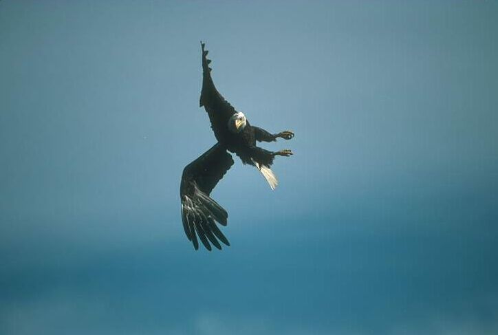  ÿ��������ӥ�����룬���ķ�����ʺϷ���