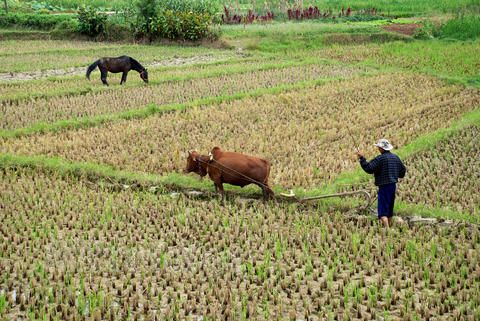 ��������¡�ԭ����Ʒ��   ��/������