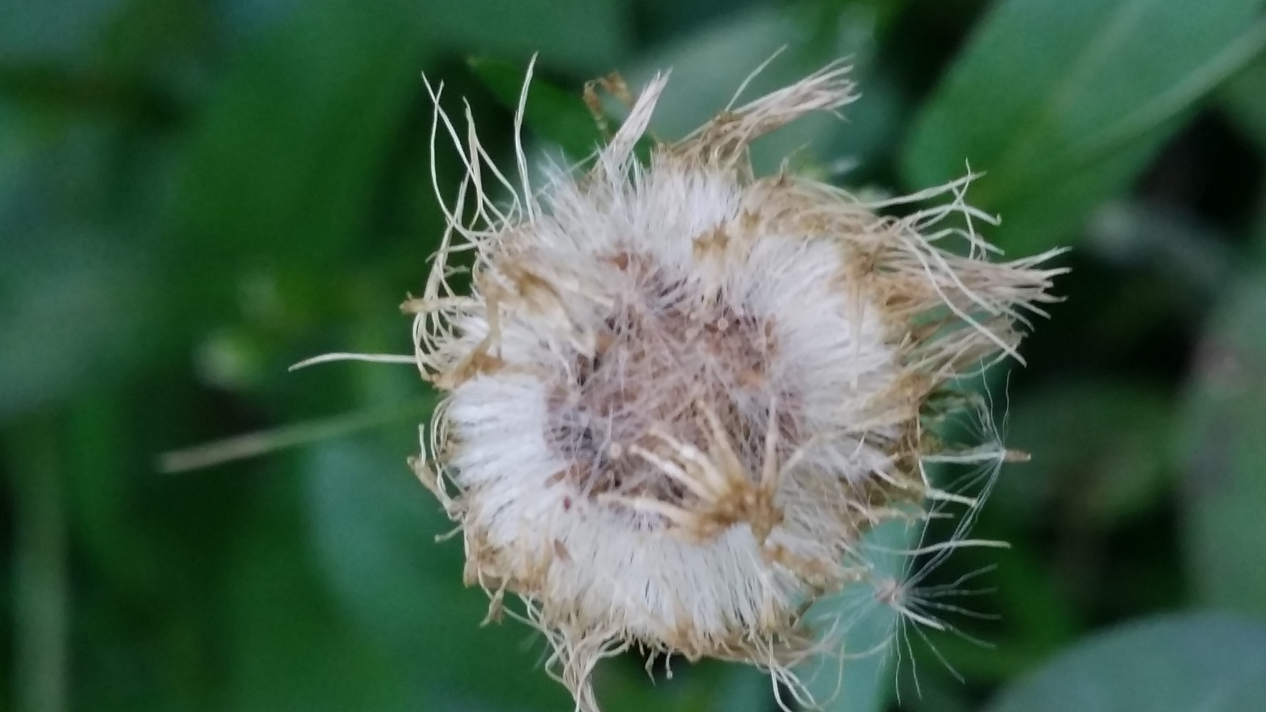 ���������ϸ���