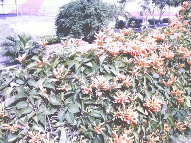 爱情说说大全2017最新女生版