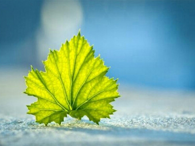 �����и��Ե�˵˵