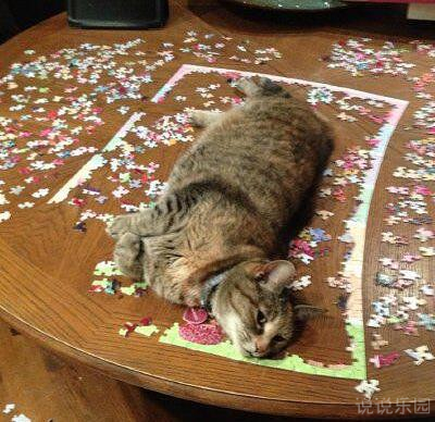 QQ空间搞笑图片说说11 QQ空间搞笑图片说说11