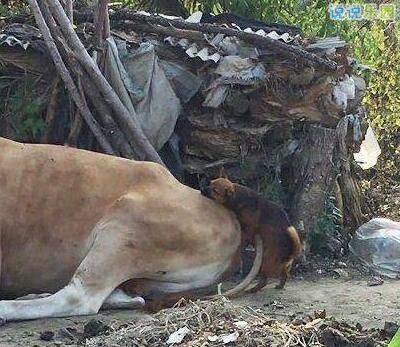 QQ空间搞笑图片说说8 QQ空间搞笑图片说说8