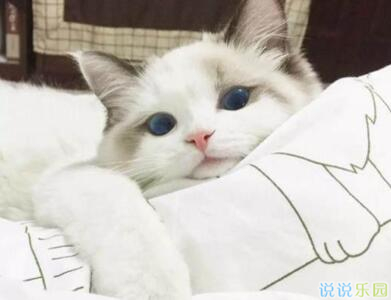 QQ����˵˵��ͼ12