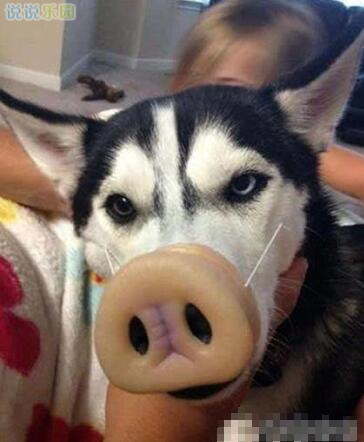 微信搞笑说说带图片,朋友圈搞笑段子加配图2 微信搞笑说说带图片,朋友圈搞笑段子加配图2