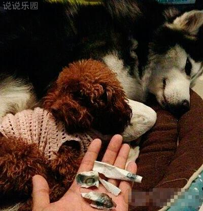 微信搞笑说说带图片,朋友圈搞笑段子加配图4 微信搞笑说说带图片,朋友圈搞笑段子加配图4