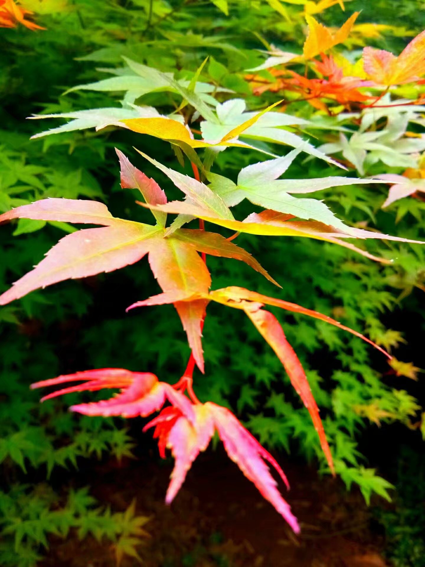 ĺ�����߽����ֺ�Ҷ