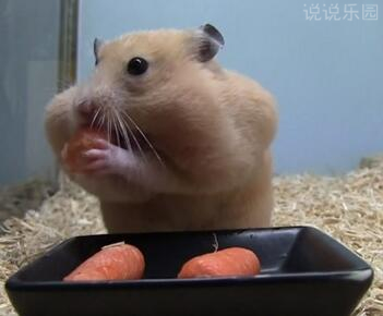 有趣值得的转发的说说,搞笑有趣说说别人必评 有趣值得的转发的说说,搞笑有趣说说别人必评