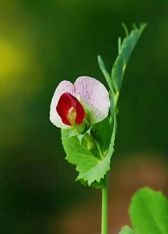 ����˼�ɺӵ���ɪ��